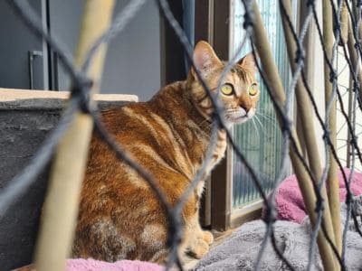 Redes de proteção para gatos em Viamão