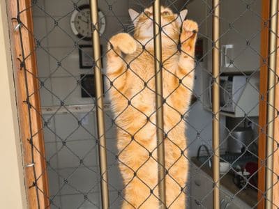 Rede de Proteção para gatos Em Porto Alegre