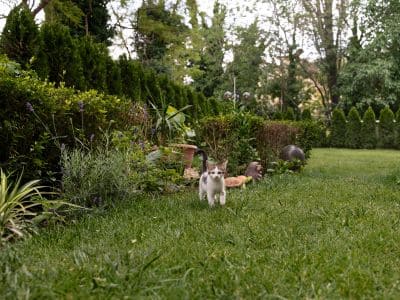 Projetos de paisagismo para sítios
